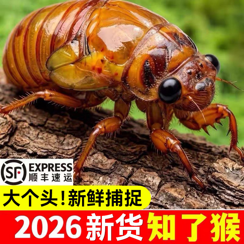 2026年新货知了猴万人回购!