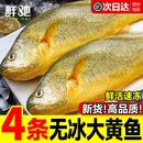 新货大黄花鱼新鲜冷冻生鲜水产鲜活冰鲜海鱼宁德小黄鱼黄鱼鲞商用