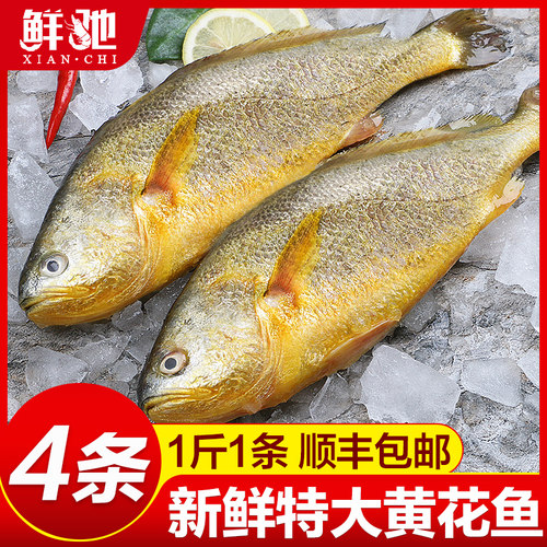 新货超大黄花鱼老客回购超多