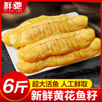 顺丰超大活鱼现取黄花鱼籽6斤装
