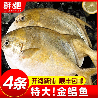 顺丰不打烊特大金鲳鱼4条出口级