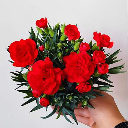 康乃馨盆栽花苗带花苞室内阳台庭院花卉绿植鲜花好养四季开花不断