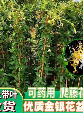 四季金银花树苗盆栽地栽爬藤当年开花食用药忍冬红色耐寒花卉南北