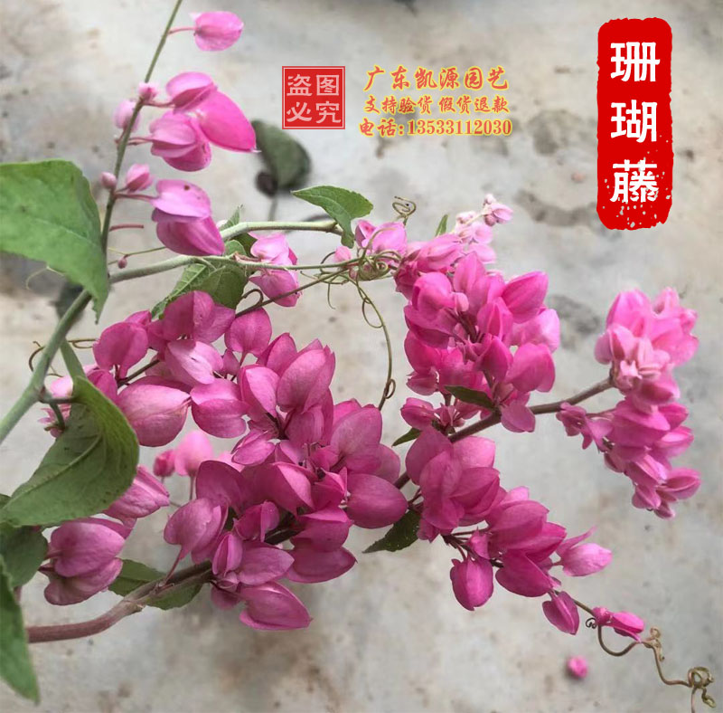爬藤植物庭院围墙攀援花卉包邮
