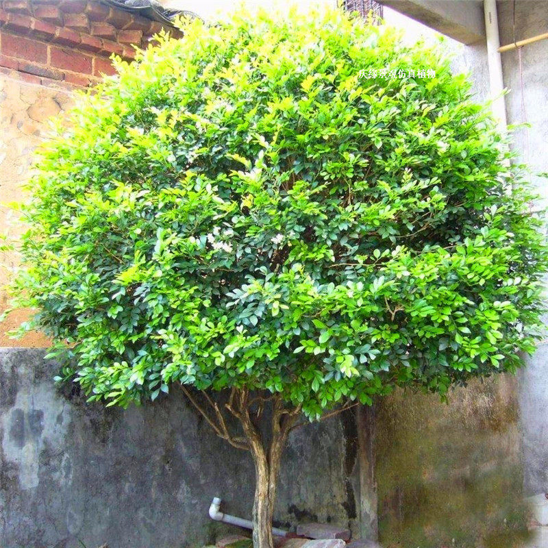 仿真九里香千里香石辣椒九秋香树假树室内外商场园林公园庭院造景