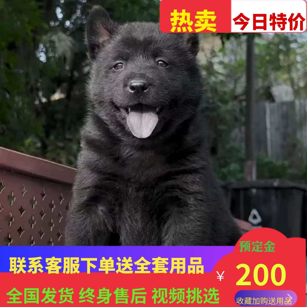 纯种五黑犬幼犬纯黑中华田园犬