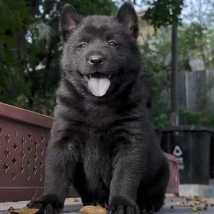 纯种五黑犬幼犬纯黑中华田园犬活物幼崽五红幼犬广西土猎犬赶山犬