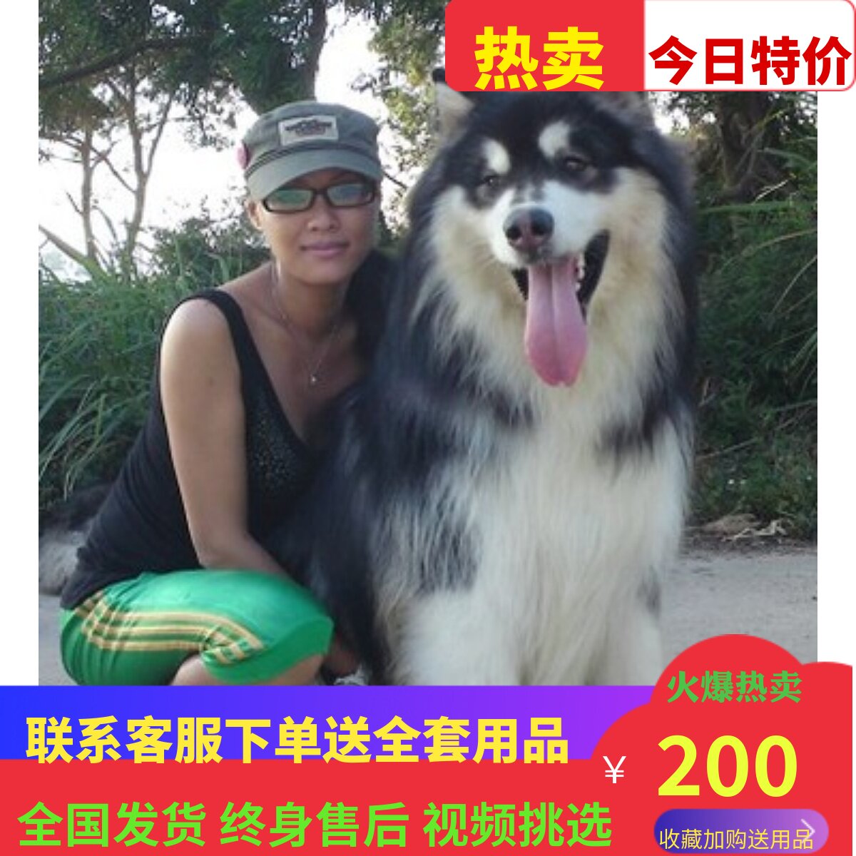 纯种家养巨型阿拉斯加雪橇犬幼犬活体灰桃阿拉斯加二哈士奇宠物狗