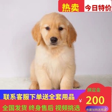 纯种金毛犬幼犬活体拉布拉多犬幼犬萨摩耶犬大骨架大型宠物狗幼崽