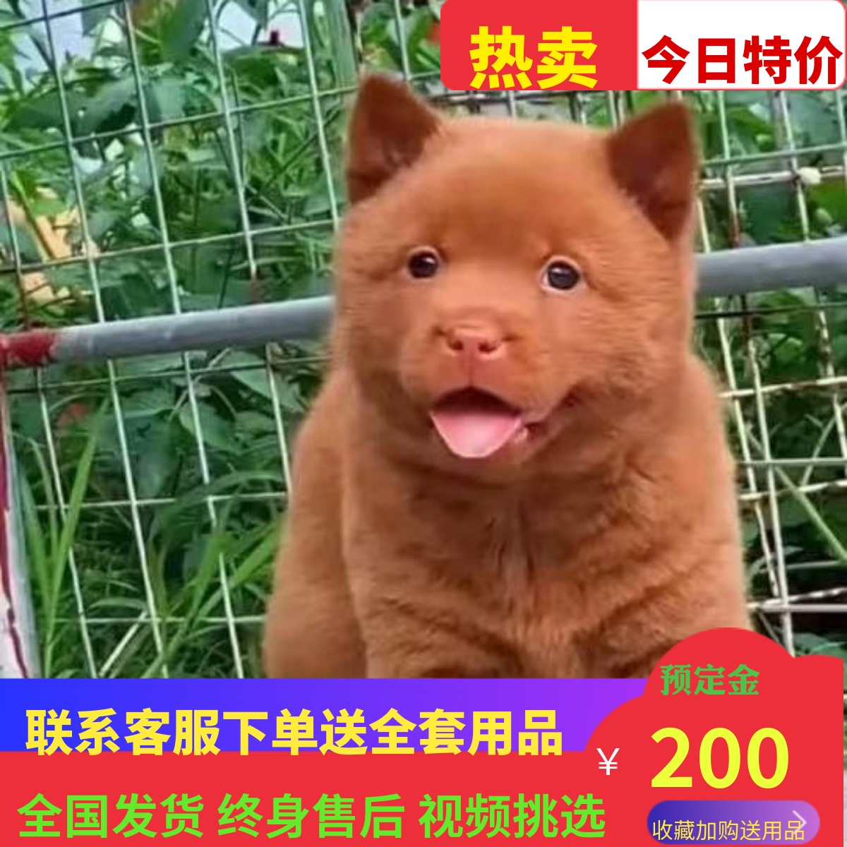 德牧纯种金毛阿拉斯加巴哥幼犬