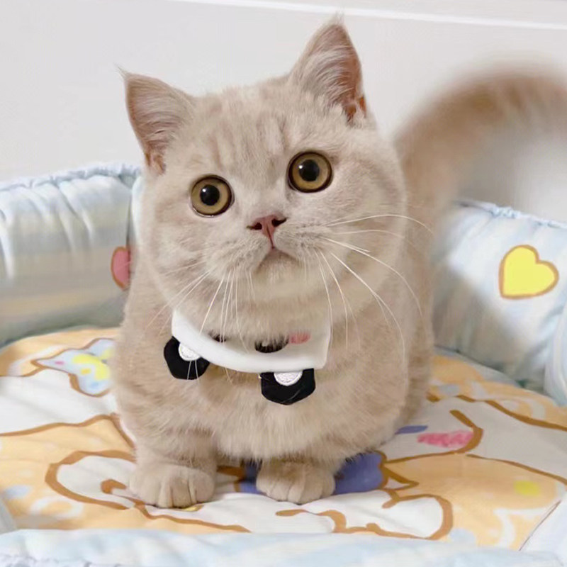 曼基康矮脚猫幼猫纯种蓝白虎斑长毛拿破仑曼赤肯起司猫咪宠物活体