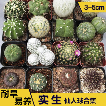 仙人掌盆栽组合多肉植物仙人球小盆栽室内白瓷花盆绿植桌面玉露