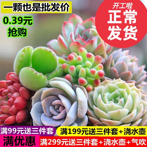批发多肉植物非常容易