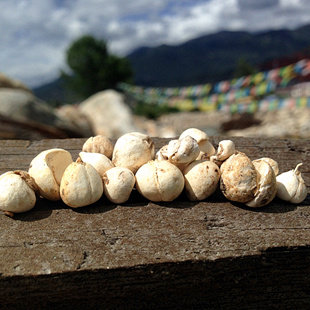 西藏林芝实体店发货高海拔纯野生贝母藏贝母50g包邮今年新货