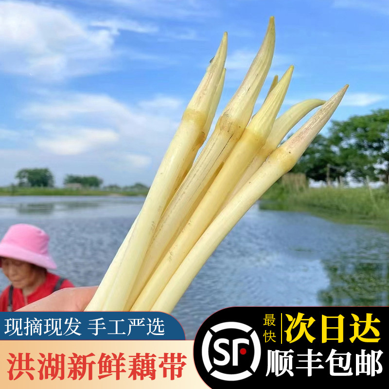 湖北特产洪湖新鲜藕带藕尖洪湖藕带藕占藕心现挖顺丰包邮