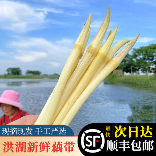 湖北特产洪湖新鲜藕带藕尖洪湖藕带藕占藕心现挖顺丰包邮