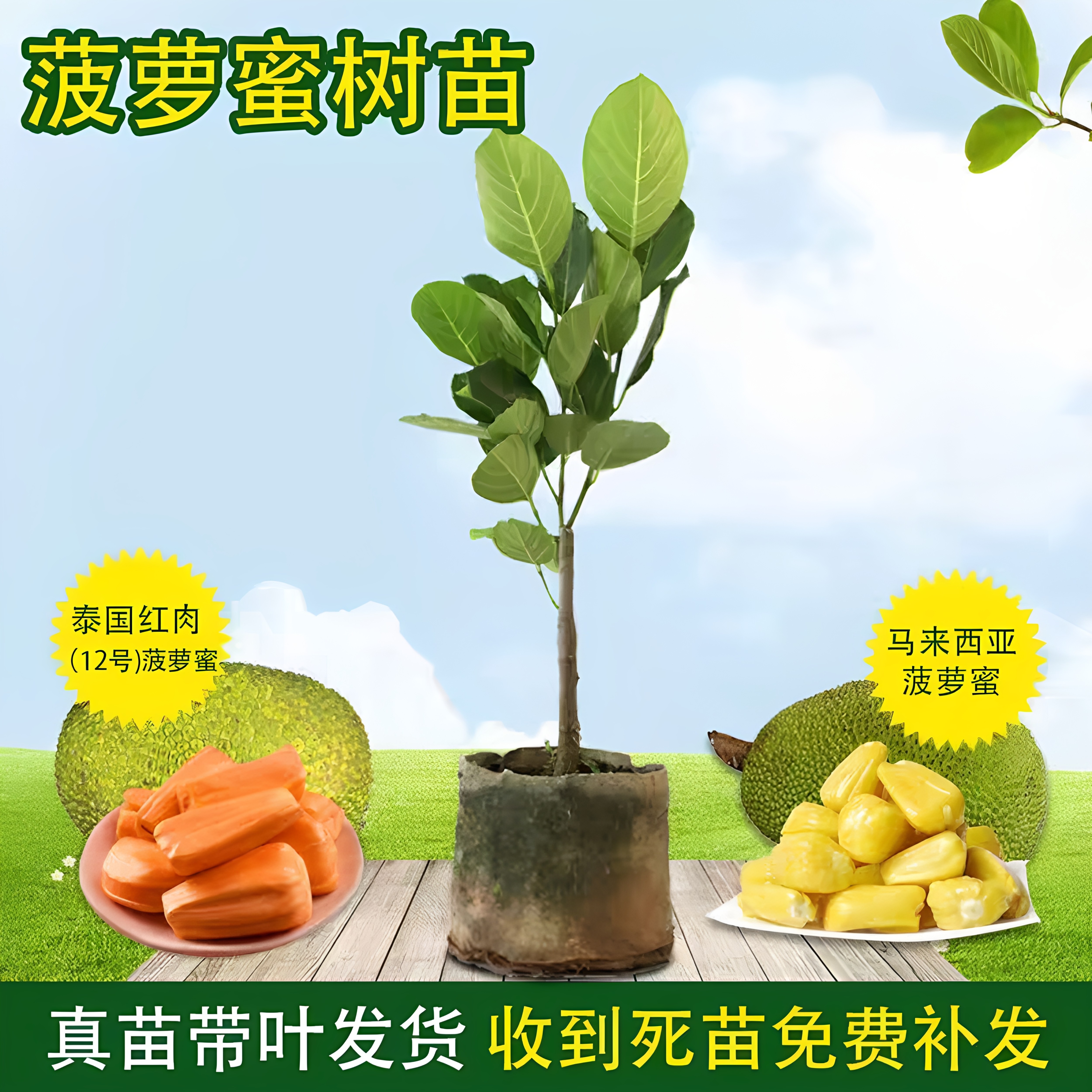 菠萝蜜树苗嫁接苗泰国红肉菠萝蜜苗马来西亚菠萝蜜苗越南菠萝蜜苗