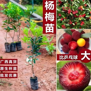 嫁接东魁杨梅树苗黑炭杨梅苗带土南北方种植盆栽果树苖当年结果