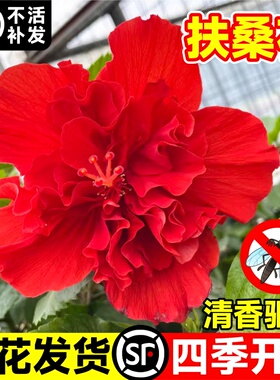 扶桑花盆栽重瓣带花苞红色朱槿牡丹植物室内阳台庭院四季花卉绿植