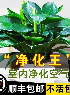 金钻盆栽绿萝箩花卉植物室内花水培绿植多肉好养发财树吸除高颜值