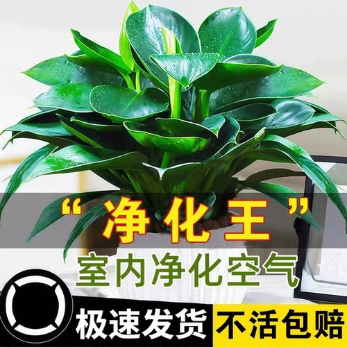 金钻盆栽绿萝箩花卉植物室