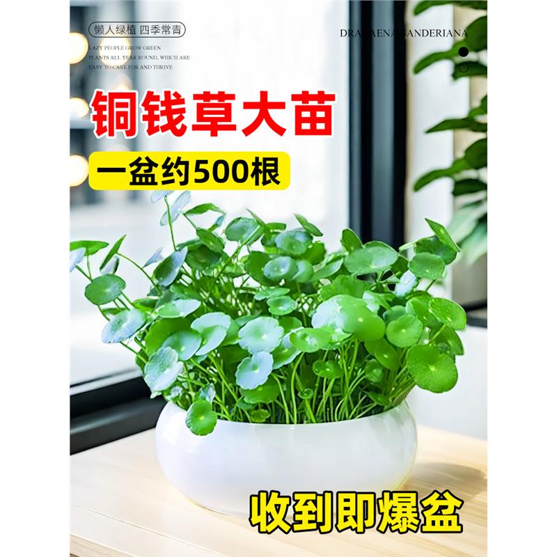 精品大叶铜钱草水培植物室