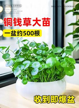 精品大叶铜钱草水培植物室内好养易活水养金钱草客厅旺宅绿植盆栽