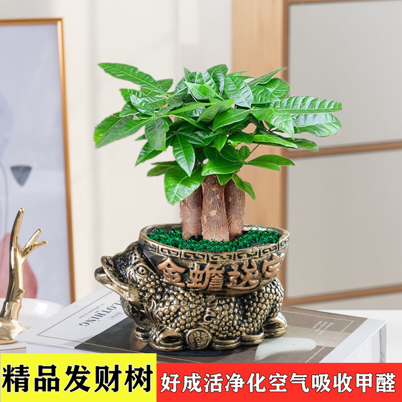 发财树盆栽植物室内办公室好养绿植水培小盆栽客厅大盆景四季常青