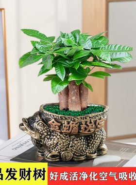发财树盆栽植物室内办公室好养绿植水培小盆栽客厅大盆景四季常青