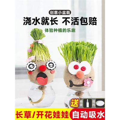 头上长草娃开花儿童种植小