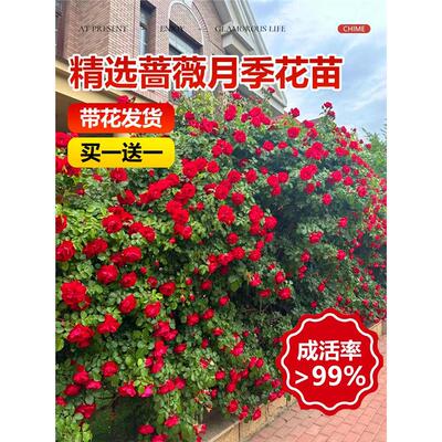 蔷薇花苗藤本月季特大树庭