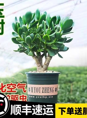 高颜值大叶玉树盆栽阳台办公室内绿植花卉多肉植物燕子掌金枝玉叶