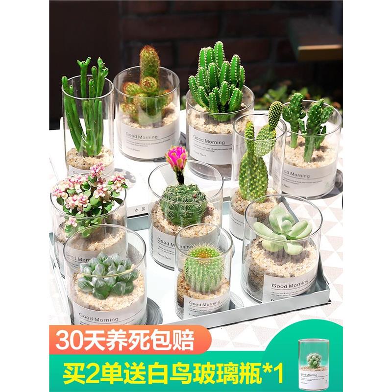 多肉植物仙人掌球组合盆栽