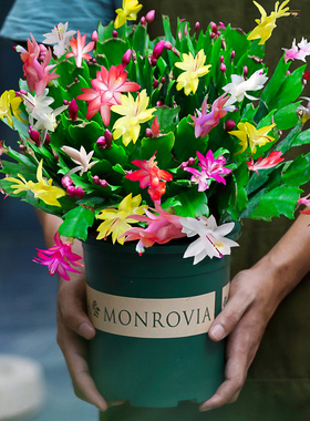 多色蟹爪兰花苗盆栽带花苞高颜值花重瓣螃蟹抓莲好养易活室内花卉