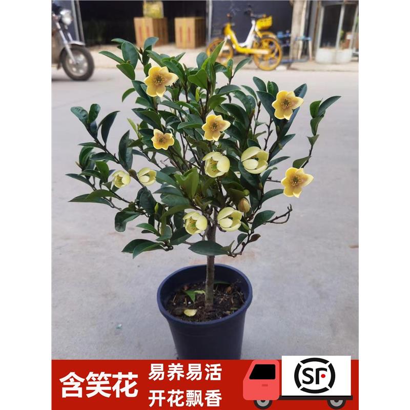 含笑花盆栽树苗室内阳台浓香型带花苞香蕉花庭院四季开花耐寒植物
