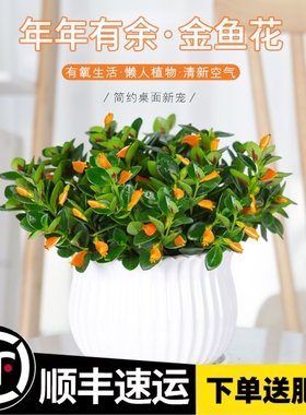 金鱼吊兰盆栽四季观花植物金鱼花室内客厅观花植物豆瓣绿四季常青