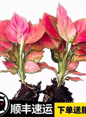 如意吉利万年红水培植物绿植室内水养绿萝花卉盆栽发财树富贵竹芋