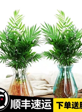 散尾葵盆栽 凤尾竹室内客厅大型绿植 袖珍叶夏威夷盆景富贵椰花卉