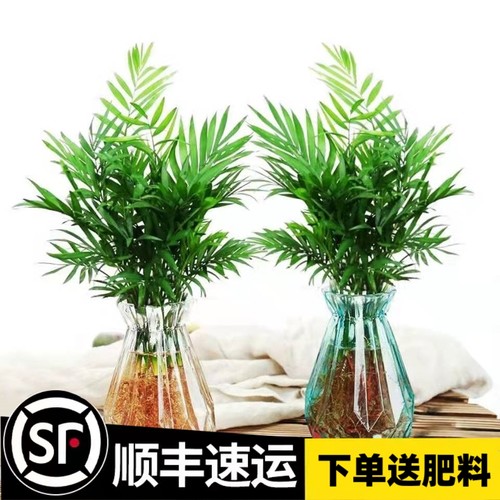 盆栽散尾葵净化空气客厅