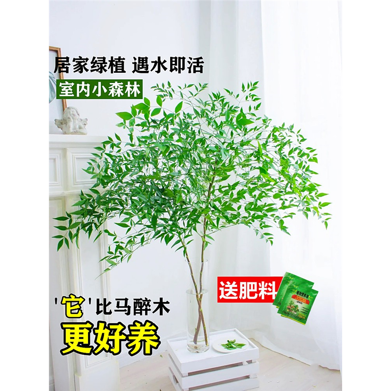 南天竹盆栽水培绿植物火焰红水养室内花卉蓝天竹吊钟马醉木南天竺