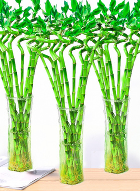 富贵竹水培植物盆栽绿植室内花客厅水养转运观音竹一帆风顺节节高