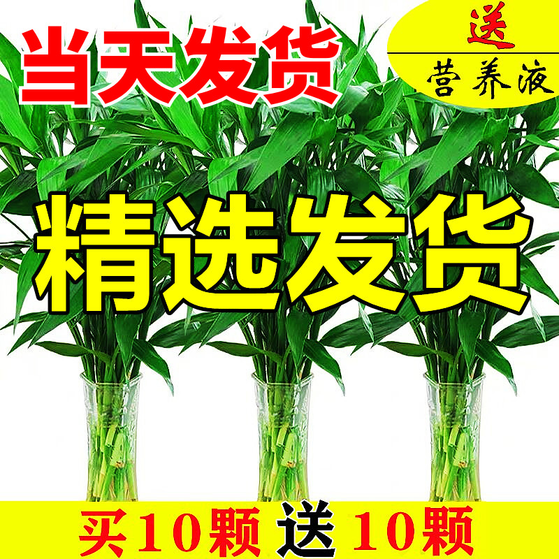 富贵竹水培植物带根水养粗杆转运竹子客厅招财发财树绿植室内盆栽