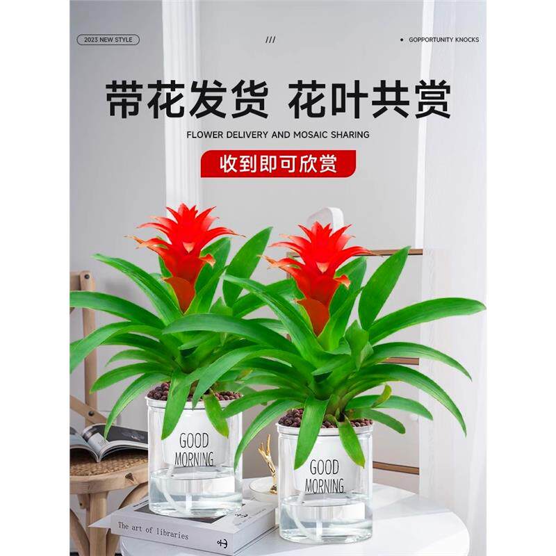 鸿运当头盆栽大盆适合客厅摆放的花家养花卉植物室内花好养活四季