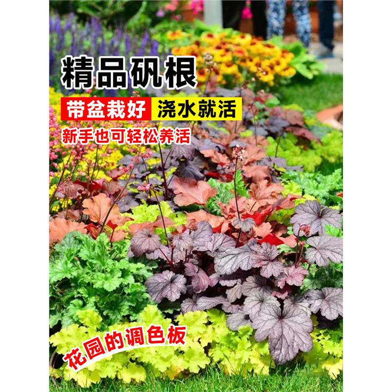 矾根盆栽花卉植物室内好养的花苗四季常青观叶庭院耐寒花园易成活