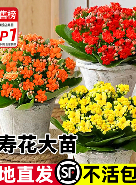 长寿花盆栽重瓣金狐狸大花带花苞花苗四季室内开花好养的花卉植物