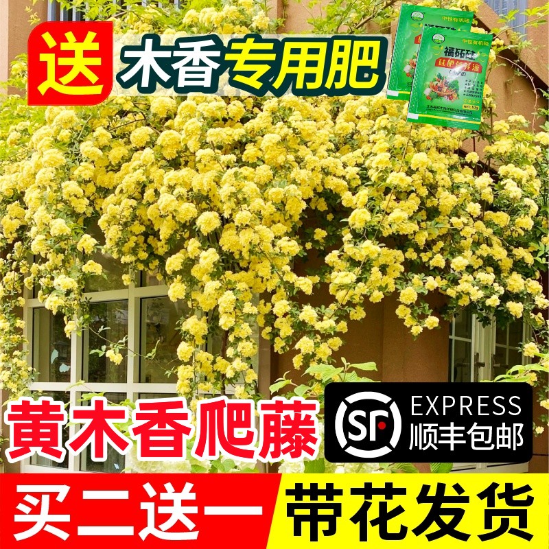 黄木香花苗爬藤植物红白木香树苗大苗重瓣庭院四季开花木香花盆栽