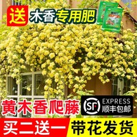 黃木香花苗爬藤植物紅白樹