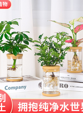 绿植室内花卉发财树办公室富贵竹水培植物绿萝净化空气驱蚊盆栽