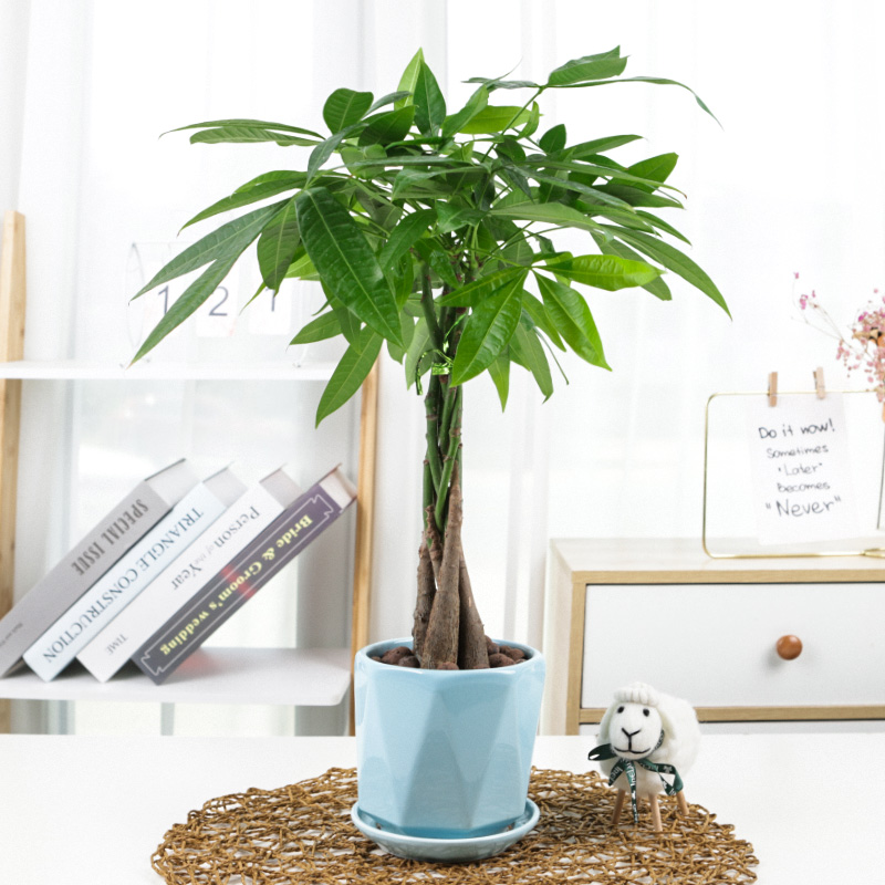 办公四季常青好养花卉辫子发财树