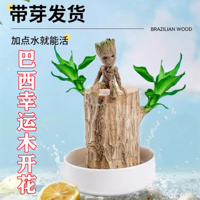 水培植物巴西木盆栽幸运开